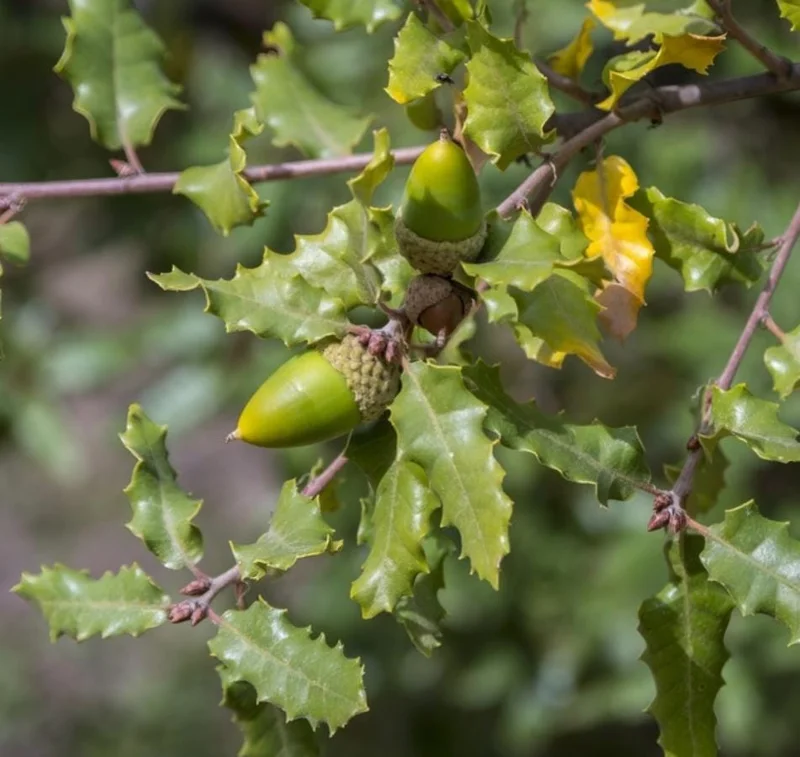 Chestnut Oak Tree Live Plant – Quart Pot – Ready-to-Grow Seedling – USDA Zones 3-9 - Image 2