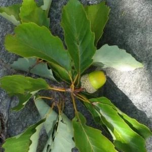 Chestnut Oak Tree Live Plant – Quart Pot – Ready-to-Grow Seedling – USDA Zones 3-9 - Image 3