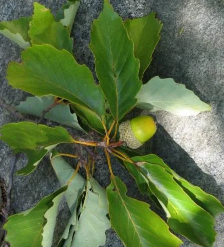 Chestnut Oak Tree Live Plant – Quart Pot – Ready-to-Grow Seedling – USDA Zones 3-9 - Image 3