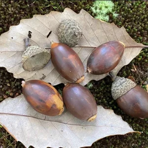 Chestnut Oak Tree Live Plant – Quart Pot – Ready-to-Grow Seedling – USDA Zones 3-9 - Image 4