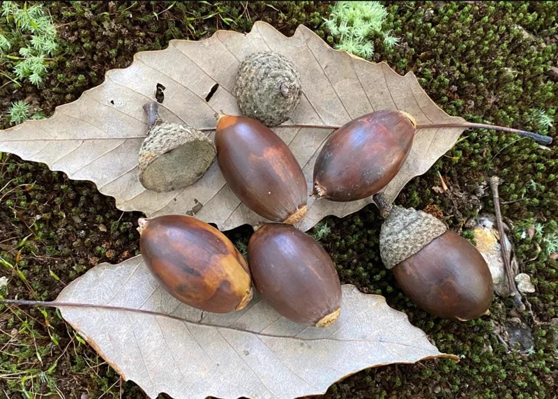 Chestnut Oak Tree Live Plant – Quart Pot – Ready-to-Grow Seedling – USDA Zones 3-9 - Image 4