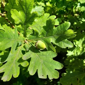 Chestnut Oak Tree Live Plant – Quart Pot – Ready-to-Grow Seedling – USDA Zones 3-9 - Image 1