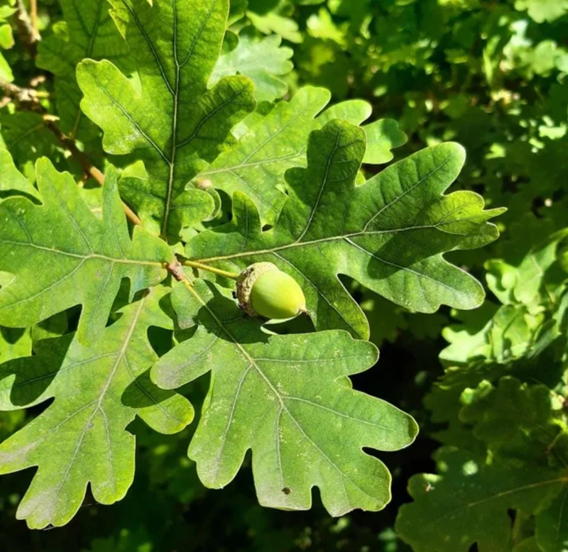 Chestnut Oak Tree Live Plant – Quart Pot – Ready-to-Grow Seedling – USDA Zones 3-9 - Image 1