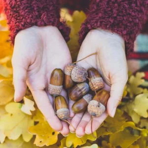 Chestnut Oak Tree Live Plant – Quart Pot – Ready-to-Grow Seedling – USDA Zones 3-9 - Image 5