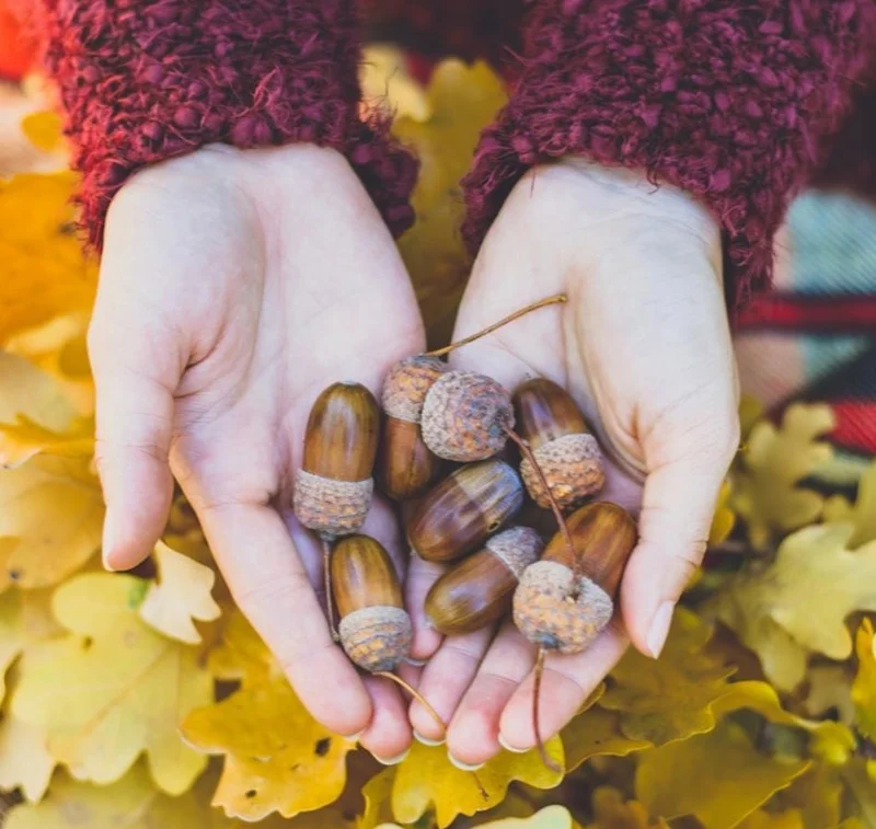 Chestnut Oak Tree Live Plant – Quart Pot – Ready-to-Grow Seedling – USDA Zones 3-9 - Image 5