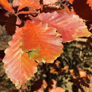 Chestnut Oak Tree Live Plant – Quart Pot – Ready-to-Grow Seedling – USDA Zones 3-9 - Image 6