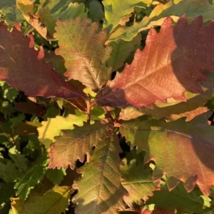 Chestnut Oak Tree Live Plant – Quart Pot – Ready-to-Grow Seedling – USDA Zones 3-9 - Image 7