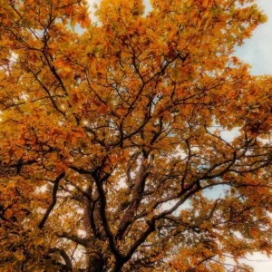 Chestnut Oak Tree Live Plant – Quart Pot – Ready-to-Grow Seedling – USDA Zones 3-9 - Image 8