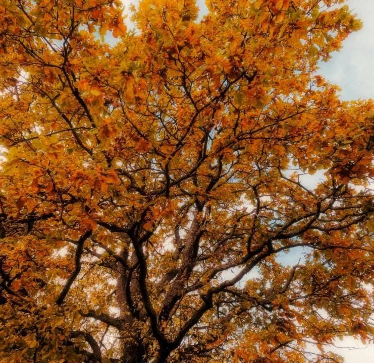 Chestnut Oak Tree Live Plant – Quart Pot – Ready-to-Grow Seedling – USDA Zones 3-9 - Image 8