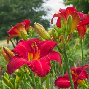 Chicago Apache Daylily Bare Root - Scarlet Red Reblooming Flower - 1-2 Fan - Zones 2-8 - Image 1