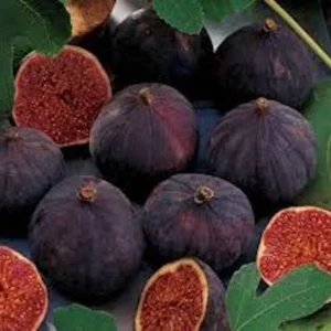Chicago Hardy Fig Live Plant – Cold Tolerant Starter Plug – Self-Pollinating - Image 2