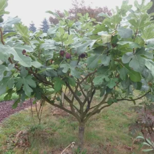 Chicago Hardy Fig Live Plant – Cold Tolerant Starter Plug – Self-Pollinating - Image 3