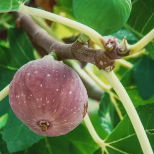 Chicago Hardy Fig Live Plant – Cold Tolerant Starter Plug – Self-Pollinating - Image 5
