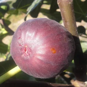 Chicago Hardy Fig Live Plant - Ficus carica - 14+ Inches Tall - Edible Fruit - Indoor/Outdoor - Image 3