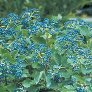 Chicago Lustre Arrowwood Viburnum Live Plant – 1 Gallon Pot – 2-3’ Tall – Outdoor Shrub - Image 2