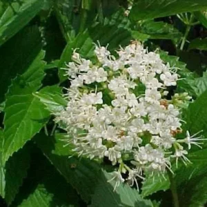 Chicago Lustre Arrowwood Viburnum Live Plant – 1 Gallon Pot – 2-3’ Tall – Outdoor Shrub - Image 4