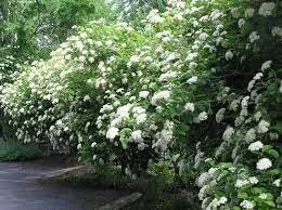 Chicago Lustre Viburnum Live Plant 2.5" Pot - Arrowwood Shrub - Image 2