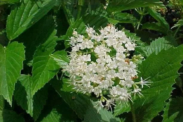 Chicago Lustre Viburnum Live Plant 2.5" Pot - Arrowwood Shrub - Image 4