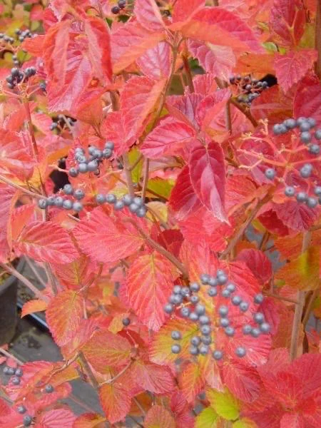 Chicago Lustre Viburnum Live Plant 2.5" Pot - Arrowwood Shrub - Image 1