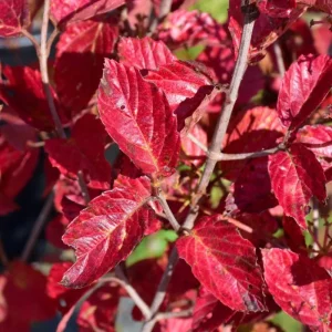 Chicago Lustre Viburnum Shrub Live Plant – 10-18