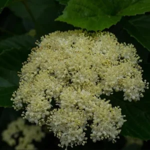 Chicago Lustre Viburnum Shrub Live Plant – 10-18