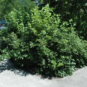 Chicago Lustre Viburnum Shrub Live Plant – 10-18