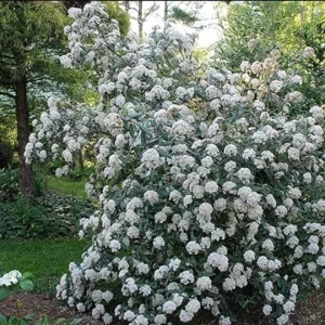 Chicago Lustre Viburnum Shrub Live Plant – 10-18