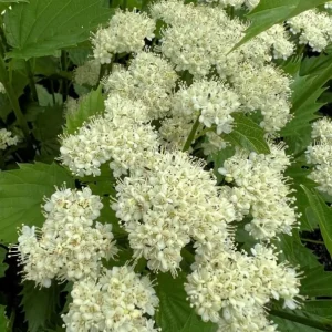 Chicago Lustre Viburnum Shrub – Live Plant 2.5 Inch Pot – North American Native - Image 2