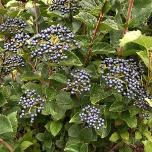 Chicago Lustre Viburnum Shrub – Live Plant 2.5 Inch Pot – North American Native - Image 4