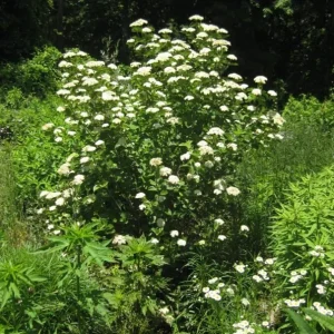 Chicago Lustre Viburnum Shrub – Live Plant 2.5 Inch Pot – North American Native - Image 5