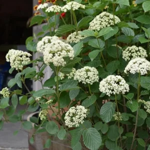 Chicago Lustre Viburnum Shrub – Live Plant 2.5 Inch Pot – North American Native - Image 1