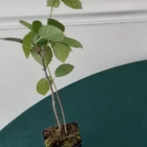 Chicago Lustre Viburnum Shrub – Live Plant 2.5 Inch Pot – North American Native - Image 6