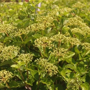 Chicago Lustre Viburnum Shrub – Live Plant 2.5 Inch Pot – North American Native - Image 7