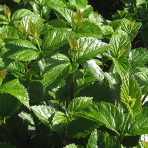 Chicago Lustre Viburnum Shrub – Live Plant 2.5 Inch Pot – North American Native - Image 8