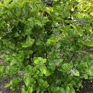 Chicago Lustre Viburnum Shrub – Live Plant 2.5 Inch Pot – North American Native - Image 9