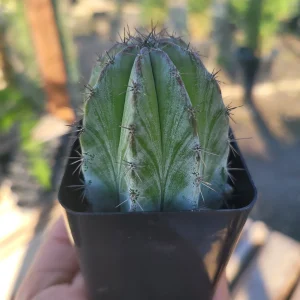 Chichipe Cactus Live Plant - Polaskia chichipe - 2.5in or 4in Pot - Full Sun - Image 2