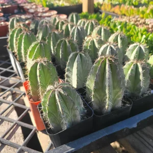 Chichipe Cactus Live Plant - Polaskia chichipe - 2.5in or 4in Pot - Full Sun - Image 3