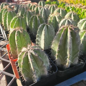 Chichipe Cactus Live Plant - Polaskia chichipe - 2.5in or 4in Pot - Full Sun - Image 6