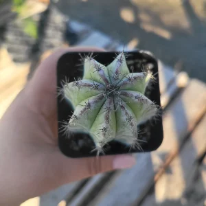 Chichipe Cactus Live Plant - Polaskia chichipe - 2.5in or 4in Pot - Full Sun - Image 7