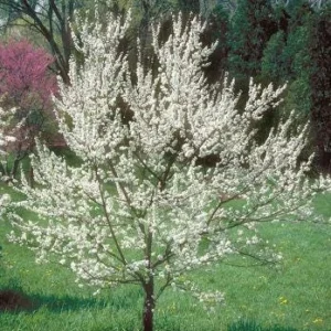 Chickasaw Plum (Prunus Angustifolia) Bare-Root Tree – Edible Fruit - Image 2