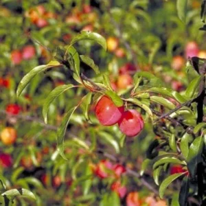 Chickasaw Plum (Prunus Angustifolia) Bare-Root Tree – Edible Fruit - Image 3