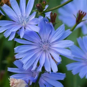 Chicory Seeds - 300+ Blue Flower Italian Dandelion - Non-GMO Herb Seeds - Image 2