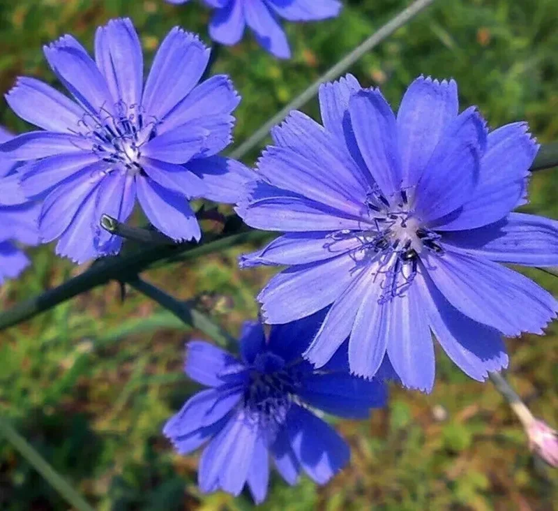 Chicory Seeds - 300+ Blue Flower Italian Dandelion - Non-GMO Herb Seeds - Image 1