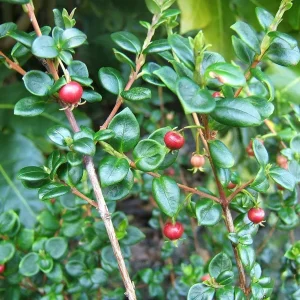Chilean Guava Live Plant - Ugni Molinae Shrub - 4-8'' Tall in 1 Gallon Pot - Image 2