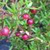 Chilean Guava Live Plant - Ugni molinae Starter - 4-6 inch Tall in 6 inch Pot - Image 1