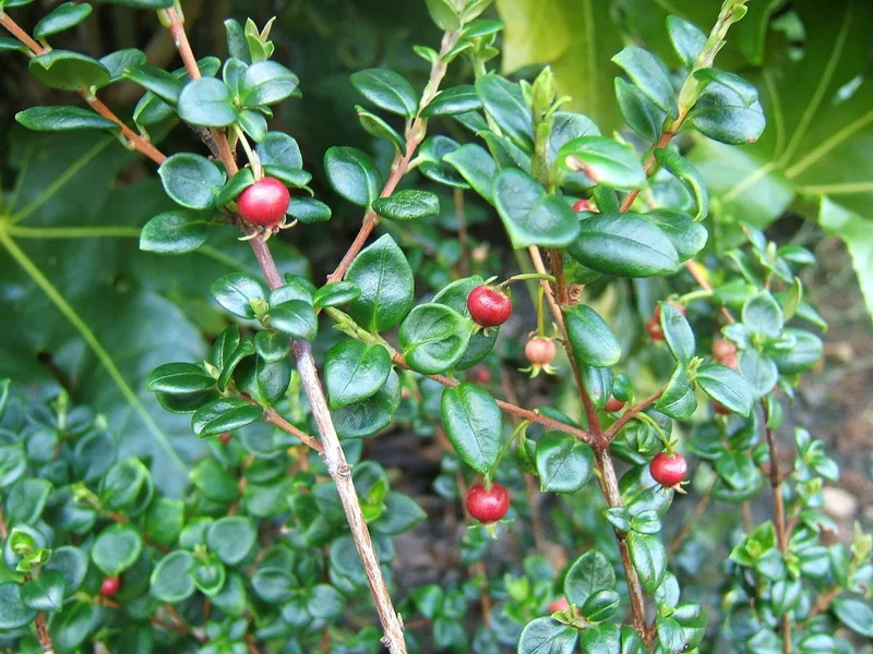 Chilean Guava Live Plant (Ugni Molinae) – Starter – 4" Tall – Ships in 3" Pot - Image 1