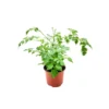 China Doll Live Plant – Radermachera sinica Houseplant – 6" Pot – Indoor Foliage Tree - Image 1