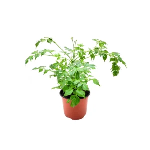 China Doll Live Plant – Radermachera sinica Houseplant – 6" Pot – Indoor Foliage Tree - Image 1