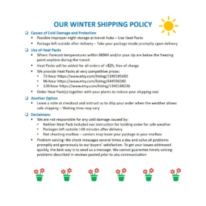 China Doll Live Plant – Radermachera sinica Houseplant – 6