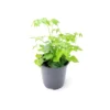 China Doll Live Plant – Radermachera sinica Houseplant – 3.5” Pot – Indoor Tree - Image 1